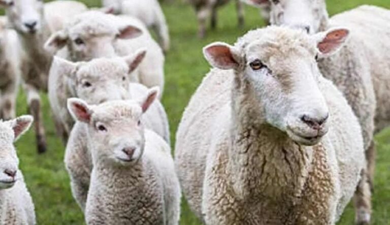 ಆಘಾತಕಾರಿ ಘಟನೆ: ವಿಷಕಾರಿ ಮೇವು ತಿಂದು 70ಕ್ಕೂ ಹೆಚ್ಚು ಕುರಿಗಳು ಸಾವು!