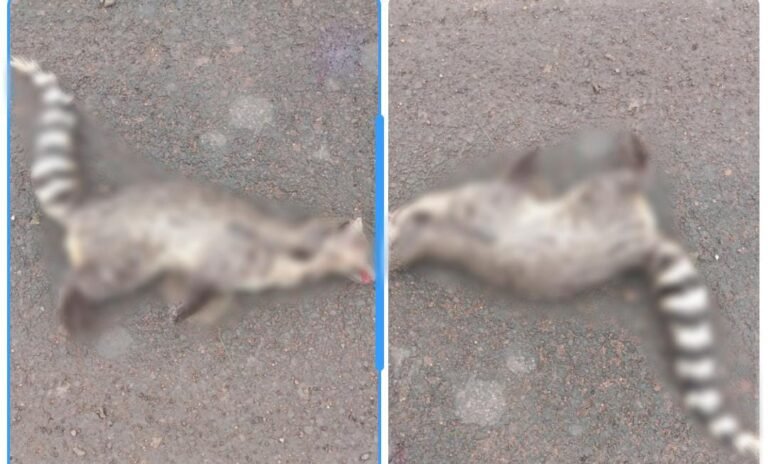 ರಸ್ತೆ ಅಪಘಾತಕ್ಕೆ ಪುನುಗು ಬೆಕ್ಕು ಬಲಿ!