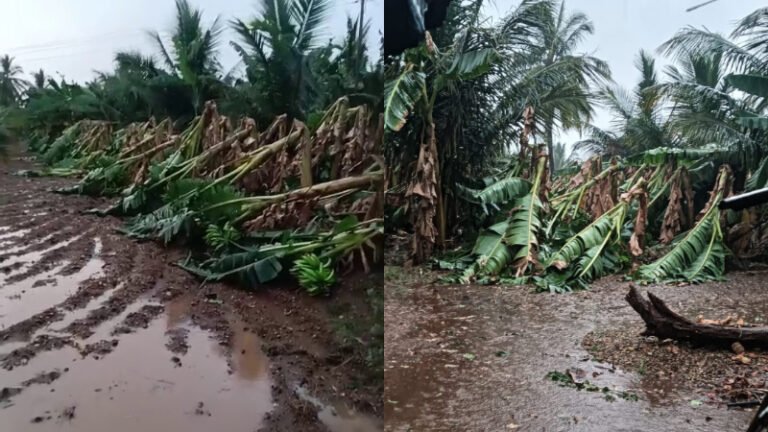 ಚಾಮರಾಜನಗರ: ಧಾರಾಕಾರ ಮಳೆಗೆ ರೈತರಿಗೆ ಭಾರಿ ನಷ್ಟ – ನೆಲಕಚ್ಚಿದ ಬಾಳೆ, ಅಪಾರ ಹಾನಿ!