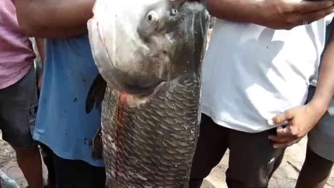 ಭಾರೀ ಪ್ರಮಾಣದಲ್ಲಿ ಒಡೆದ ತುಂಗಭದ್ರಾ ಎಡದಂಡೆ ಕಾಲುವೆ, ಬೃಹತ್ ಗಾತ್ರದ ಮೀನು ಕಂಡು ಅಚ್ಚರಿಗೊಂಡ ಜನ!