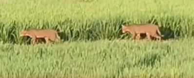 ಕೊಪ್ಪಳ: ಮಲ್ಲಾಪುರದಲ್ಲಿ ಹಾಡಹಗಲೇ ಚಿರತೆ ಓಡಾಟ, ಗ್ರಾಮಸ್ಥರಲ್ಲಿ ಆತಂಕ!