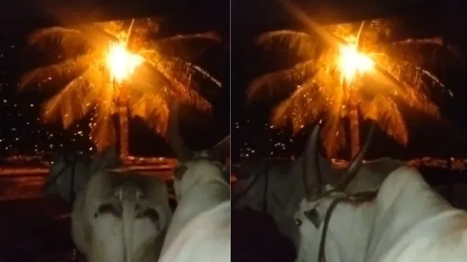 ರಾಯಚೂರು| ಸಿಡಿಲು ಬಡಿದು ಹೊತ್ತಿ ಉರಿದ ತೆಂಗಿನ ಮರ!