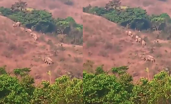 ಕಾಡಾನೆಗಳ ಹಿಂಡು ಬೀಡು ಬಿಟ್ಟ ಹಿನ್ನೆಲೆ: ಪಟ್ಲ ಬೆಟ್ಟಕ್ಕೆ ತಾತ್ಕಾಲಿಕ ಪ್ರವಾಸ ನಿಷೇಧ!