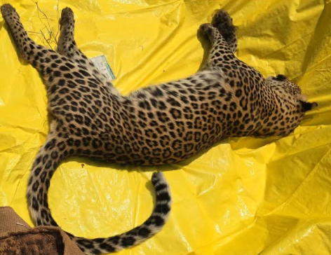 ಗ್ರಾಮಸ್ಥರ ಆತಂಕಕ್ಕೆ ತೆರೆ: ರೈತನ ಮೇಲೆ ದಾಳಿ ಮಾಡಿದ್ದ ಚಿರತೆ ಸಾವು!