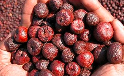 ಅಡಿಕೆ ಬೆಳೆಗಾರರಿಗೆ ಗುಡ್ ನ್ಯೂಸ್: ರೋಗ ನಿಯಂತ್ರಣಕ್ಕೆ 10 ಕೋಟಿ ರೂ. ಅನುದಾನ