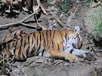 ನಾಗರಹೊಳೆ ಗಡಿಯಲ್ಲಿ ಉರುಳಿಗೆ ಸಿಲುಕಿ ಹುಲಿ ಸಾವು; ತನಿಖೆಗೆ ಸಚಿವ ಈಶ್ವರ ಖಂಡ್ರೆ ಸೂಚನೆ