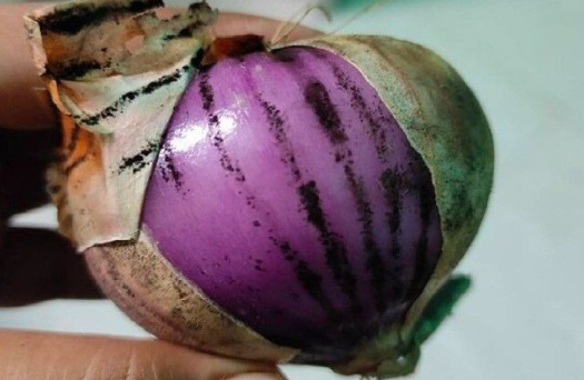 ಕಪ್ಪು ಕಲೆ ಇರುವ ಈರುಳ್ಳಿ ತಿನ್ನಬಹುದಾ? ಆರೋಗ್ಯದ ಮೇಲೆ ಪರಿಣಾಮ ಏನು? ಇಲ್ಲಿದೆ ಮಾಹಿತಿ