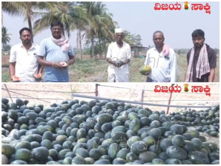 ಕಲ್ಲಂಗಡಿ ಬೆಳೆ ಹಾಳು- ಯುದ್ಧದ ಪರಿಣಾಮಕ್ಕೆ ಗದಗ ರೈತರ ಕಣ್ಣೀರು!