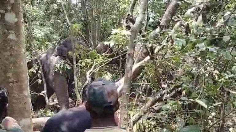 ಮೂರು ದಿನಗಳ ಆಪರೇಷನ್‌ ಸಕ್ಸಸ್‌: ನರಹಂತಕ ಕಾಡಾನೆ ಸೆರೆ