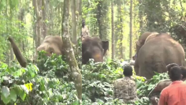 ಹಾಸನ: 6 ಸಾಕಾನೆಗಳ ಬಲೆ ತಪ್ಪಿಸಿ ಪರಾರಿಯಾದ ಒಂಟಿ ಸಲಗ!