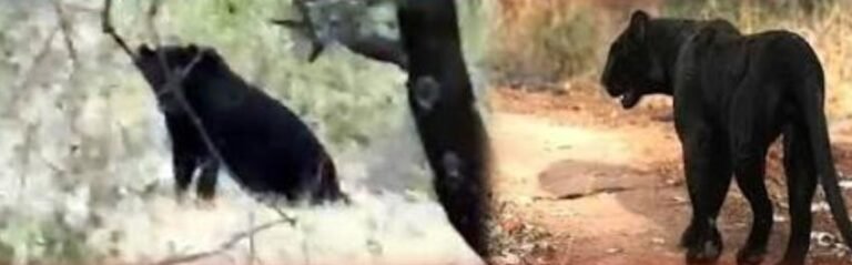 ಹನೂರು ಕಾಡಿನಲ್ಲಿ ‘ಬ್ಲಾಕ್ ಬ್ಯೂಟಿ’ ಎಂಟ್ರಿ: ಕರಿಚಿರತೆ ಕಂಡು ಪ್ರವಾಸಿಗರಿಗೆ ರೋಮಾಂಚನ!