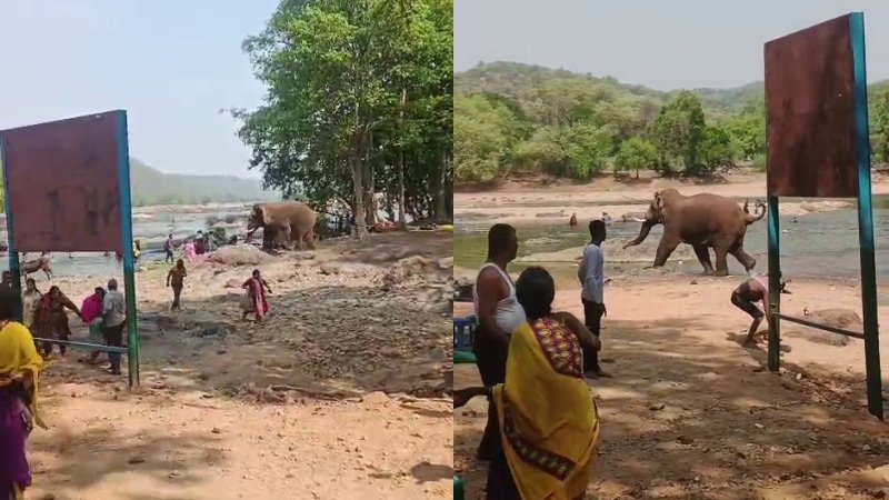 ಮೇಕೆದಾಟು ಬಳಿ ಕಾಡಾನೆ ದಾಳಿ: ಪ್ರವಾಸಿಗರಲ್ಲಿ ಭೀತಿ, ಮಹಿಳೆಗೆ ಗಾಯ!