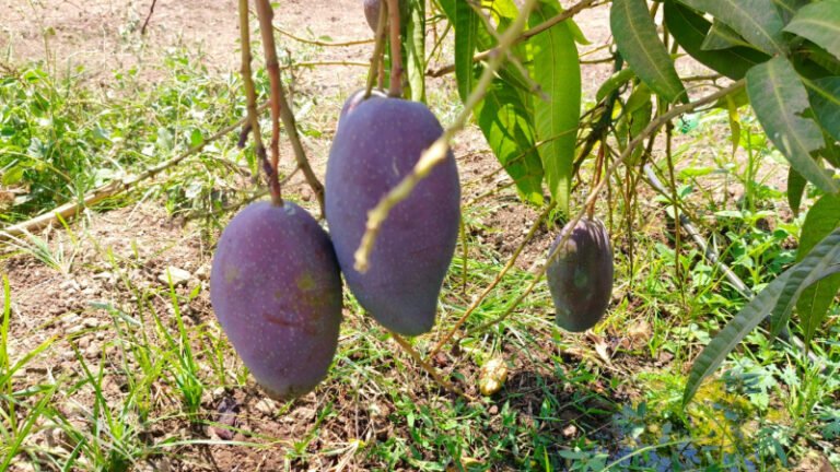 ಬಂಜರು ಭೂಮಿಯಲ್ಲಿ ಚಿನ್ನದ ಹಣ್ಣು: ಇಂಡಿಯಲ್ಲಿ ದಾಖಲೆ ಬೆಲೆಗೆ ಮಾವು ಮಾರಾಟ!