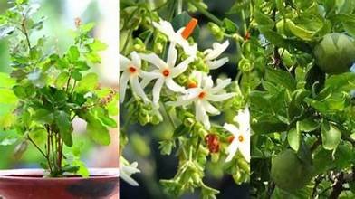 ಆರ್ಥಿಕ ಸಂಕಷ್ಟ ತಪ್ಪಿದ್ದಲ್ಲ! ಮನೆಯಲ್ಲಿ ಈ ಗಿಡಗಳಿದ್ದರೆ ತಕ್ಷಣ ಹೊರಗೆ ಹಾಕಿ!