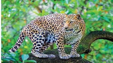 ಅಪರಿಚಿತ ವಾಹನ ಡಿಕ್ಕಿ ಹೊಡೆದು 3 ವರ್ಷದ ಗಂಡು ಚಿರತೆ ಸಾವು!