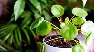 ಮನಿ ಪ್ಲಾಂಟ್ ಅನ್ನು ಹೊರಗೆ ಅಥವಾ ಉಡುಗೊರೆಯಾಗಿ ನೀಡಬೇಡಿ! ದಾರಿದ್ರ್ಯ ಬರಬಹುದು