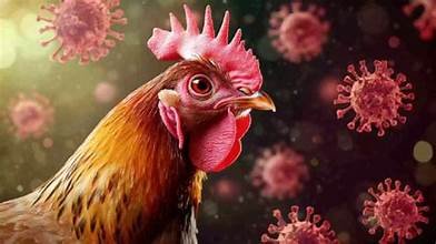 ರಾಜ್ಯದಲ್ಲಿ ಹಕ್ಕಿ ಜ್ವರ ಆತಂಕ: ಹೆಸರಘಟ್ಟ ಪೌಲ್ಟ್ರಿ ಫಾರಂನಲ್ಲಿ H5N1 ಪತ್ತೆ