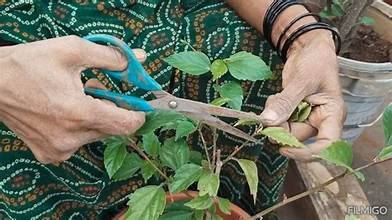 ಗಿಡಗಳ ಆರೋಗ್ಯಕ್ಕೆ ಬೆಳಗಿನ ನೀರು ಅತ್ಯುತ್ತಮ: ತಜ್ಞರಿಂದ ಮಹತ್ವದ ಸಲಹೆ!