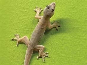 ಮನೆಯಲ್ಲಿ ಹಲ್ಲಿಗಳ ಸಮಸ್ಯೆ ಹೆಚ್ಚಾಗಿದ್ಯಾ!? ಹಾಗಿದ್ರೆ ಈ ಒಂದು ಗಿಡ ನೆಡಿ, ಶಾಶ್ವತ ಮುಕ್ತಿ ಸಿಗತ್ತೆ