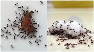 ಸಕ್ಕರೆ ಡಬ್ಬಕ್ಕೆ ಹೆಚ್ಚು ಇರುವೆಗಳು ಮುತ್ತಿಕೊಳ್ಳುತ್ತಿದ್ಯಾ!? ಹಾಗಿದ್ರೆ ಈ ಸಲಹೆ ಪಾಲಿಸಿ!