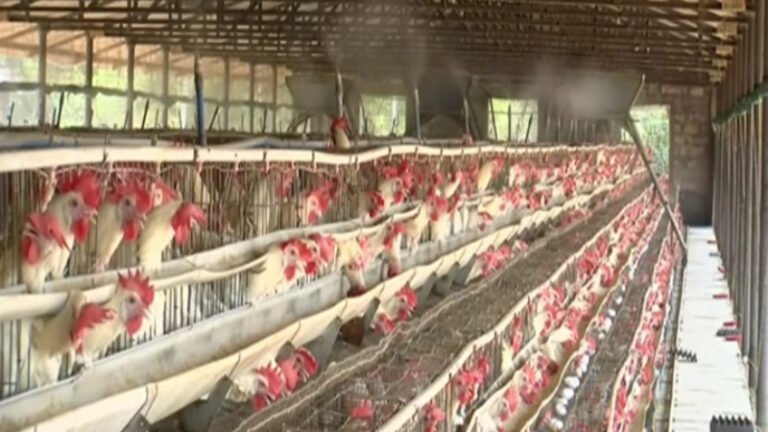 ಕರ್ನಾಟಕದಲ್ಲಿ ಬಿಸಿಲಿನ ಕ್ರೌರ್ಯ: ಕೋಳಿಗಳ ಸಾವು, ಕೆರೆಯಲ್ಲಿ ಮೀನುಗಳ ಮಾರಣಹೋಮ, ನೀರಿಗಾಗಿ ಹಾಹಾಕಾರ