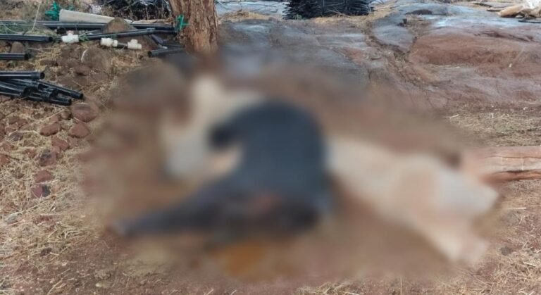 ದೊಡ್ಡಬಳ್ಳಾಪುರ: ಸಿಡಿಲಿಗೆ ಎರಡು ಹಸುಗಳ ಸಾವು, ರೈತ ಕಂಗಾಲು!