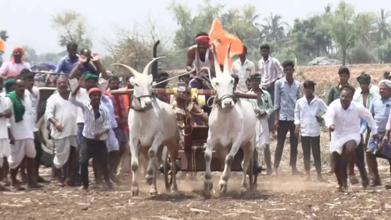 ಡಂಬಳದಲ್ಲಿ ಗಾಡಾ ಓಟದ ಜೋಶ್: ಬಸವ ಜಯಂತಿಗೆ ಎತ್ತುಗಳ ಶರವೇಗದ ಸವಾರಿ!