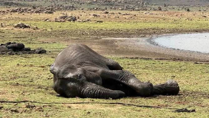 ಬಿಸಿಲಿನ ಬಿಸಿ: ನೀರು ಅರಸಿ ಬಂದ ಹೆಣ್ಣಾನೆ ಸಾವು!