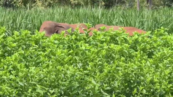 ರಾಮನಗರ: ಸುಟ್ಟಘಟ್ಟ ಗ್ರಾಮದ ತೋಟದಲ್ಲಿ ಕಾಡಾನೆಗಳ ಹಿಂಡು ಪ್ರತ್ಯಕ್ಷ!