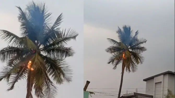 ಸಿಡಿಲಿನ ಅಬ್ಬರ: ನೆಲಮಂಗಲದಲ್ಲಿ ತೆಂಗಿನ ಮರ ಸುಟ್ಟು ಭಸ್ಮ!