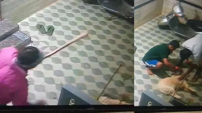 ಬೆಂಗಳೂರಿನಲ್ಲಿ ಅಮಾನವೀಯ ಕೃತ್ಯ: ಬೊಗಳಿದ್ದಕ್ಕೆ ಸಾಕು ನಾಯಿ ಮೇಲೆ ಭೀಕರ ಹಲ್ಲೆ!