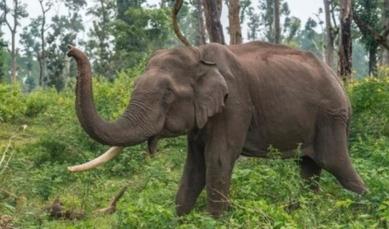 ಕಾಡಾನೆ ದಾಳಿಗೆ ಮತ್ತೊಂದು ಬಲಿ: ದಾರುಣವಾಗಿ ಮೃತಪಟ್ಟ ಕಾಫಿ ಬೆಳೆಗಾರ