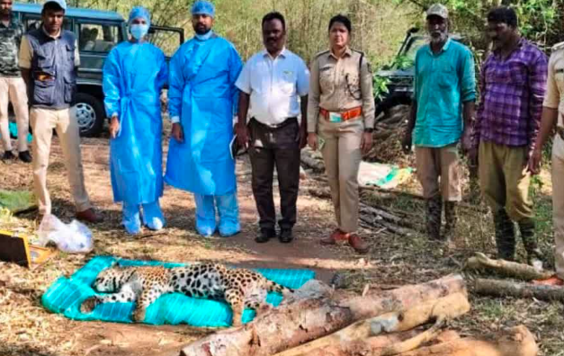 ಗುಂಡೇಟಿಗೆ ಬಲಿಯಾದ ಚಿರತೆ: ಕಳ್ಳಬೇಟೆ ಶಂಕೆ, ತನಿಖೆಗೆ ಸಚಿವರ ಆದೇಶ