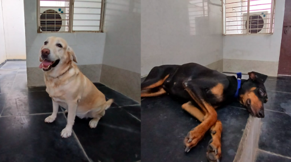 ಬೇಸಿಗೆಯ ತಾಪಕ್ಕೆ ಶ್ವಾನದಳಕ್ಕೂ ಕಷ್ಟ: ರಾಯಚೂರಿನಲ್ಲಿ ಪೊಲೀಸ್ ನಾಯಿಗಳಿಗೆ ಕೂಲರ್ ಸೌಲಭ್ಯ