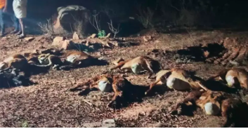 ಯಾದಗಿರಿಯಲ್ಲಿ ವರುಣನ ಅಟ್ಟಹಾಸ: ಸಿಡಿಲಿಗೆ ಬಲಿಯಾದ 60 ಕುರಿಗಳು