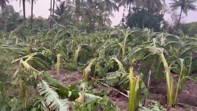 ಹಾಸನದಲ್ಲಿ ಬಿರುಗಾಳಿ ಮಳೆ ಅಬ್ಬರ: ಎಕರೆಗಟ್ಟಲೆ ಬಾಳೆ ಬೆಳೆ ನಾಶ – ರೈತರ ಕಣ್ಣೀರು