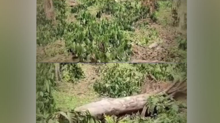 ಫಸಲು ಸಮಯದಲ್ಲೇ ಕಾಫಿ ತೋಟಕ್ಕೆ ಕತ್ತರಿ; ಕೊಡಗಿನಲ್ಲಿ ಸಾವಿರಾರು ಗಿಡ ನಾಶ, ಬೆಳೆಗಾರರ ಕಣ್ಣೀರು