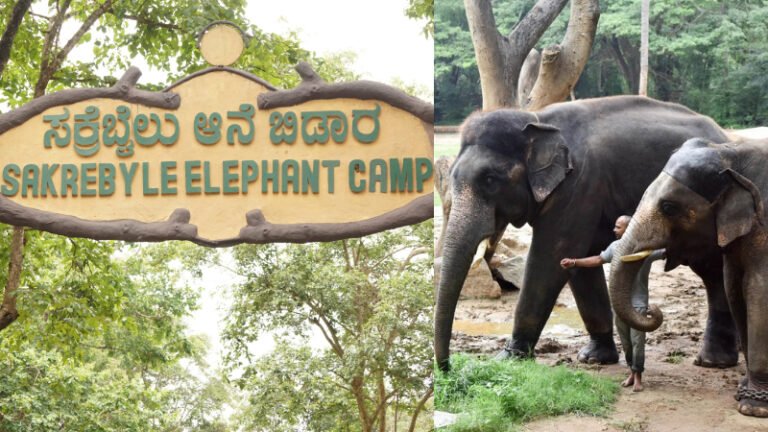 ಸಕ್ರೆಬೈಲು ಆನೆ ಬಿಡಾರಕ್ಕೆ ಬ್ರೇಕ್: ದುಬಾರೆ ದುರಂತದ ಬಳಿಕ ರಾಜ್ಯಾದ್ಯಂತ ಅಲರ್ಟ್