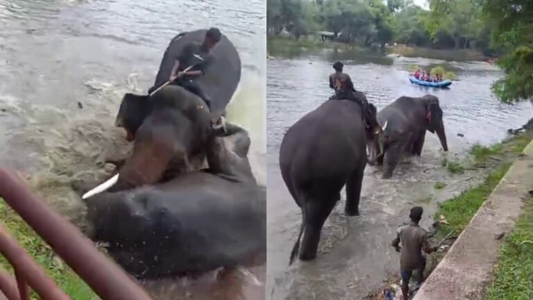 ದಸರಾದಿಂದ ಕಂಜನ್ ಆನೆಗೆ ಕೋಕ್: ಅರಣ್ಯ ಇಲಾಖೆಯ ಮಹತ್ವದ ನಿರ್ಧಾರ!