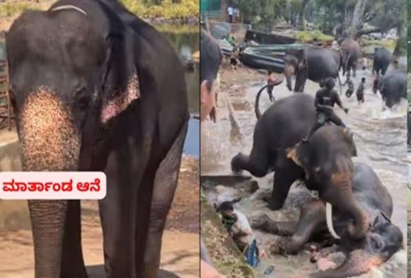 ದುಬಾರೆ ಶಿಬಿರ ದುರಂತ: ಮಾರ್ತಾಂಡ ಆನೆ ಚಿಕಿತ್ಸೆ ಫಲಕಾರಿಯಾಗದೆ ಸಾವು!