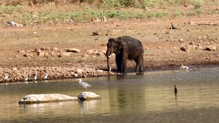 ಚಿಕಿತ್ಸೆ ಫಲಿಸದೆ ಕಾಡಾನೆ ಸಾವು; ಗೋಪಿನಾಥಂ ವನ್ಯಧಾಮದಲ್ಲಿ ಅರಣ್ಯ ಇಲಾಖೆ ಕಳವಳ