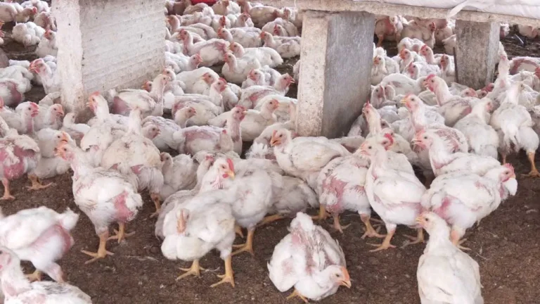 ನವಿಲುಗಳ ಬಳಿಕ ಕೋಳಿಗಳ ಸಾವು: ತುಮಕೂರಿನಲ್ಲಿ H5N1 ಅಲರ್ಟ್, 5 ಗ್ರಾಮಗಳು ಸೀಲ್!