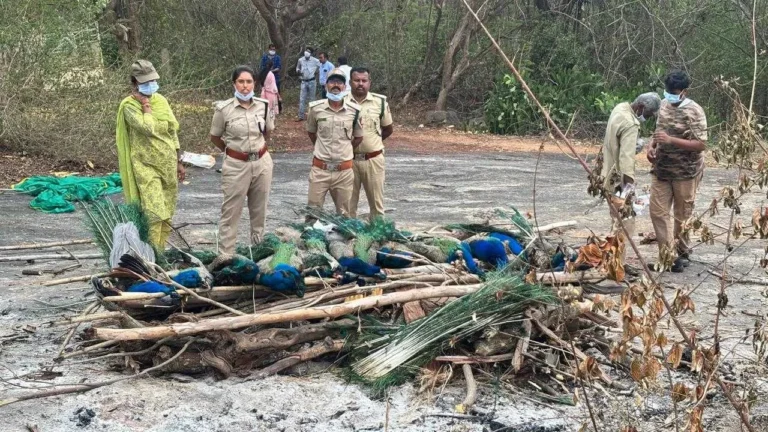 ನವಿಲುಗಳ ಸರಣಿ ಸಾವಿನಿಂದ ಬೆಚ್ಚಿಬಿದ್ದ ತುಮಕೂರು; H5N1 ಭೀತಿ ನಡುವೆ ಜಿಲ್ಲೆಯಲ್ಲಿ ಕಟ್ಟೆಚ್ಚರ