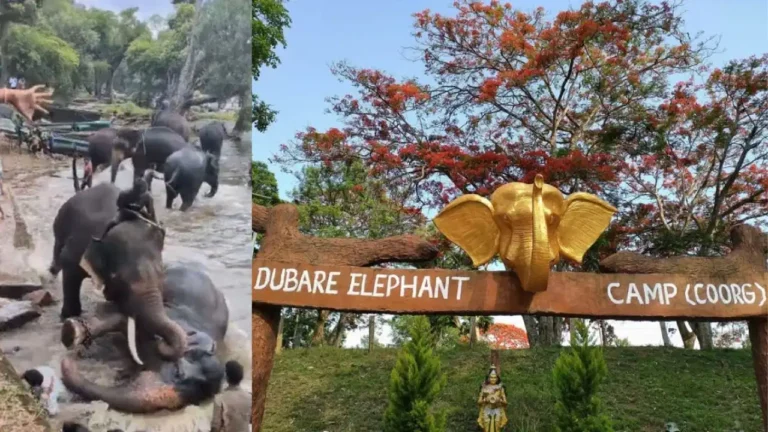ಆನೆಗಳ ಅಟ್ಟಹಾಸಕ್ಕೆ ಪ್ರವಾಸಿ ಮಹಿಳೆ ಸಾವು: ದುಬಾರೆ ಶಿಬಿರದಲ್ಲಿ ಬೆಚ್ಚಿಬೀಳಿಸಿದ ದುರಂತ!