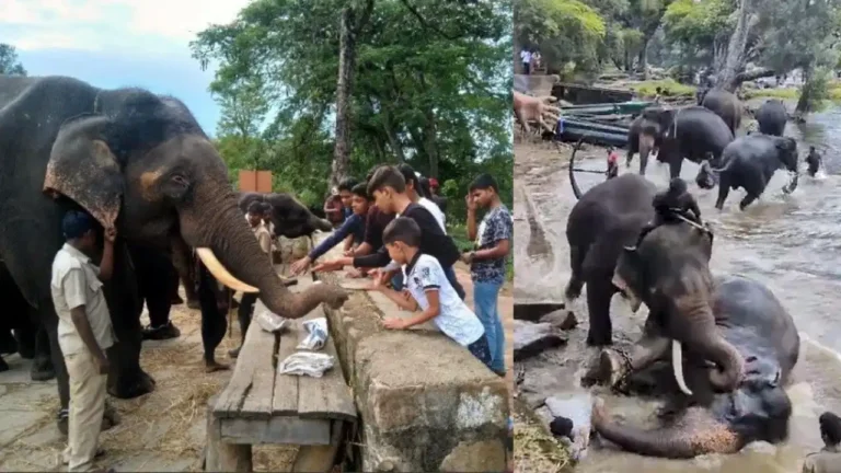 ‘ದುಬಾರೆ’ ದುರಂತಕ್ಕೆ ಅರಣ್ಯ ಇಲಾಖೆ ಹೊಣೆ? ತಜ್ಞರ ಎಚ್ಚರಿಕೆ ನಿರ್ಲಕ್ಷ್ಯಕ್ಕೆ ಎರಡು ಜೀವ ಬಲಿ