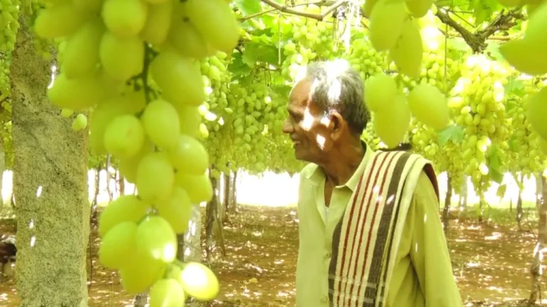 ಚಿಕ್ಕಬಳ್ಳಾಪುರ ದ್ರಾಕ್ಷಿಗೆ ಭಾರೀ ಬೇಡಿಕೆ: ‘ದಿಲ್ ಖುಷ್’ ತಳಿಯಿಂದ ರೈತರಿಗೆ ಲಾಭ!