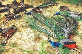 ತುಮಕೂರಿನಲ್ಲಿ ನಿಲ್ಲದ ನವಿಲುಗಳ ಸರಣಿ ಸಾವು! H5N1 ಸೋಂಕಿನ ಶಂಕೆ ನಡುವೆ ಮತ್ತೆ ಎರಡು ಕಳೇಬರ ಪತ್ತೆ