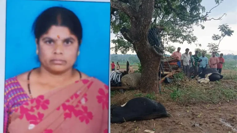 ಜಮೀನಿನಲ್ಲಿ ಸಿಡಿಲು ಬಡಿದು ಮಹಿಳೆ ಸೇರಿ ಎರಡು ಹಸುಗಳು ಸಾವು!
