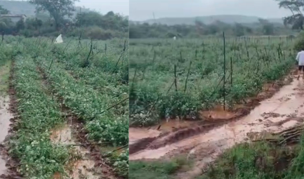 ಕೇವಲ 10 ನಿಮಿಷ ಸುರಿದ ಮಳೆಗೆ ಸಾವಿರಾರು ಎಕರೆ ಭತ್ತ, 4 ಎಕರೆ ಟೊಮೆಟೊ ಬೆಳೆ ಸಂಪೂರ್ಣ ನಾಶ