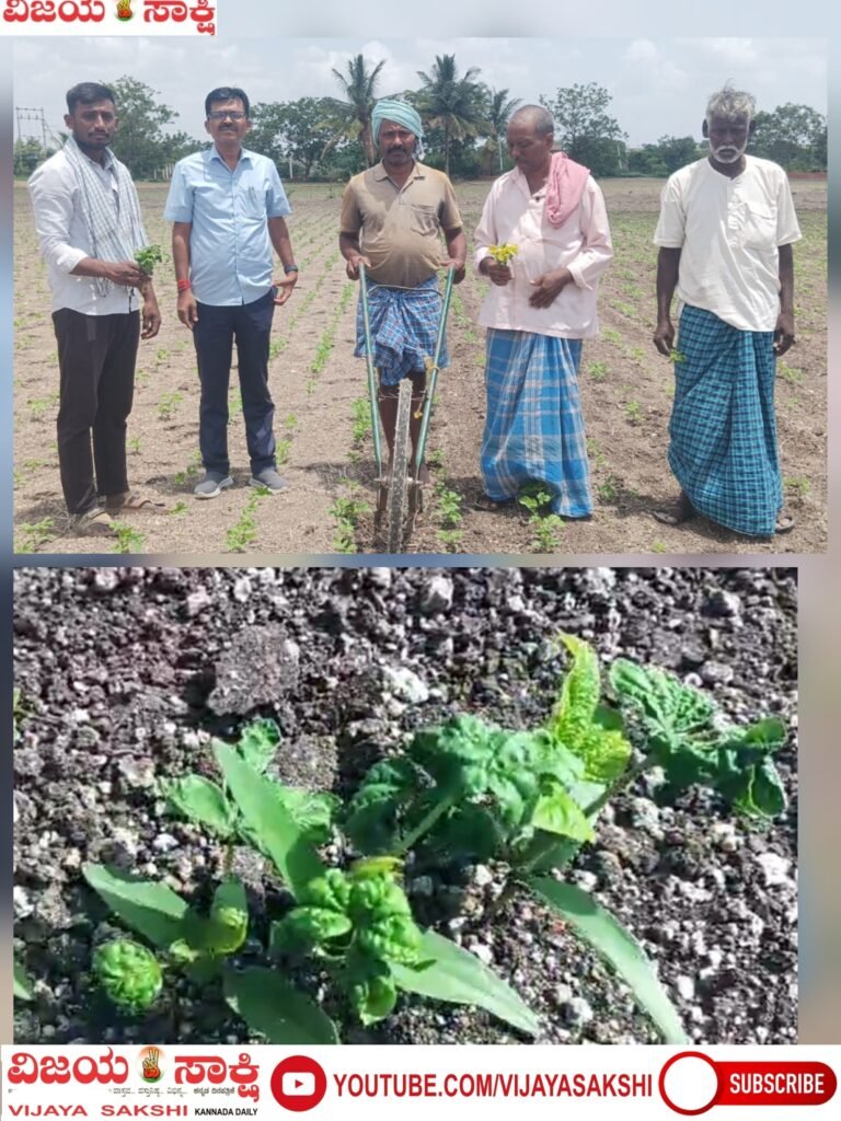 ಹೆಸರು ಬೆಳೆಗೆ ರೋಗದ ಕಾಟ: ರೈತರಲ್ಲಿ ಆತಂಕದ ಕಾರ್ಮೋಡ